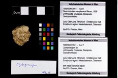 Foto (Objekt + Etikett) von Cycloprosopon sp.  (NHMW-GEO-1990-0041-3941)
